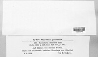 Ramularia chlorina image